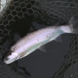 ルアーでチャレンジ 大安トラウトレイク